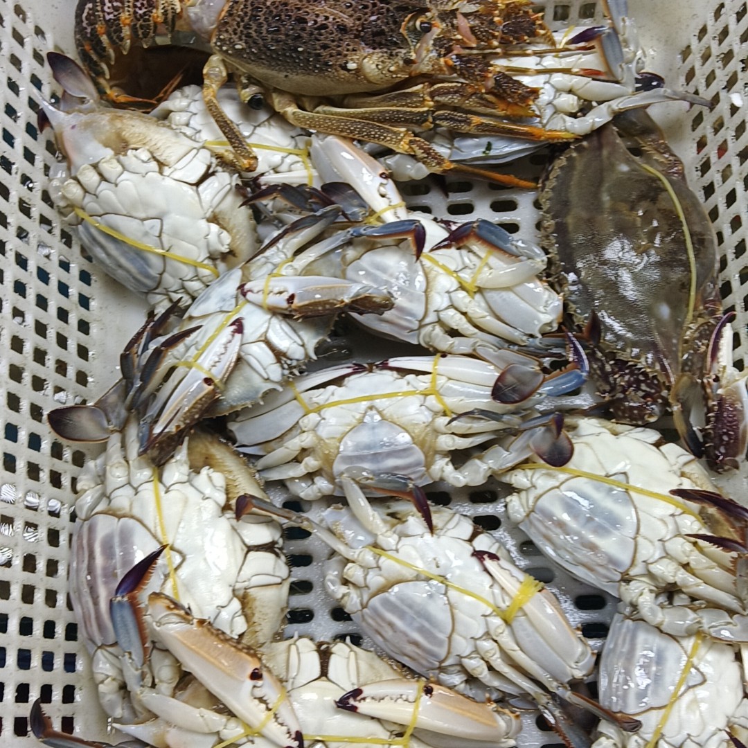 渤海湾海蟹三斤装(一斤2/4个)牺牲款(加冰保鲜发货)