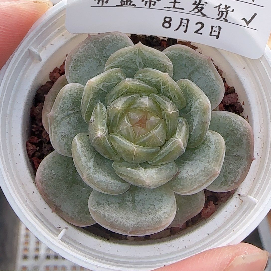 多肉0802-177白恋