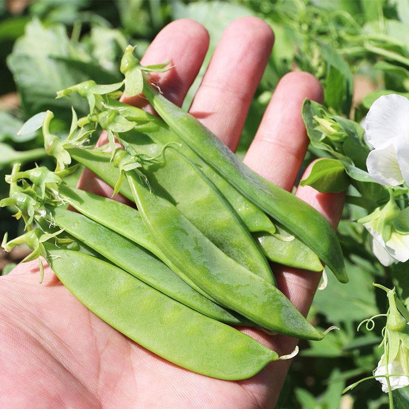 【荷兰豆种子】正品大英菜豌豆四季播种高产耐寒秋冬农家蔬菜种子