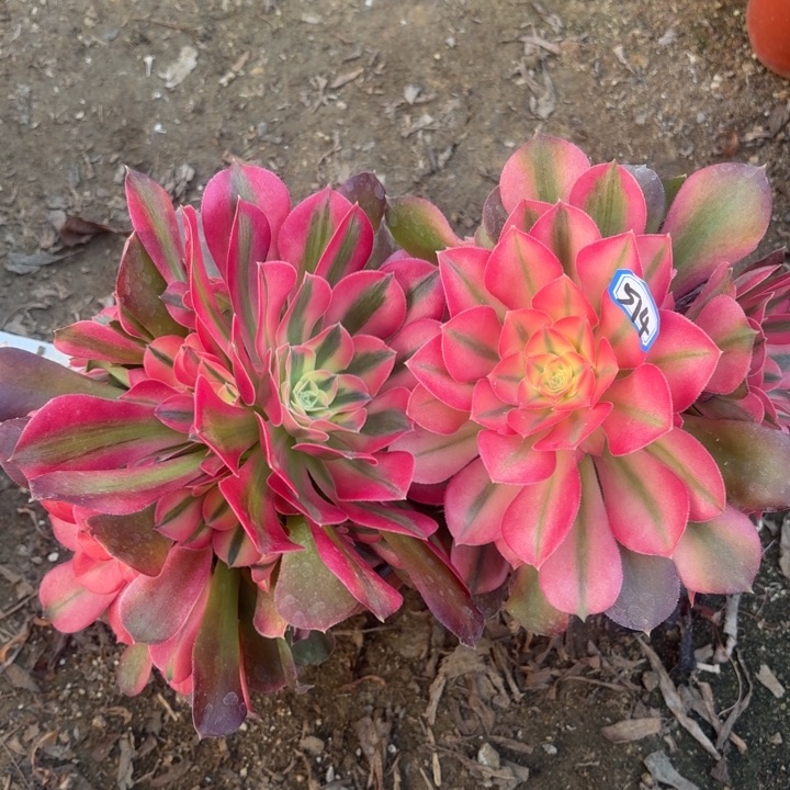 一物一拍香妃两颗514