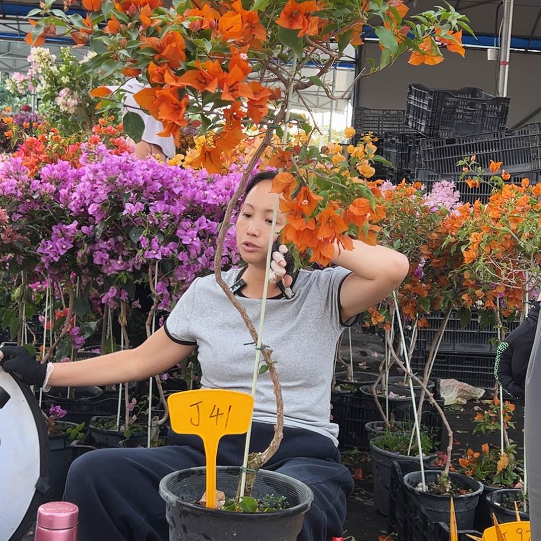 春***月大部分花苞少量开放J41橙桑巴