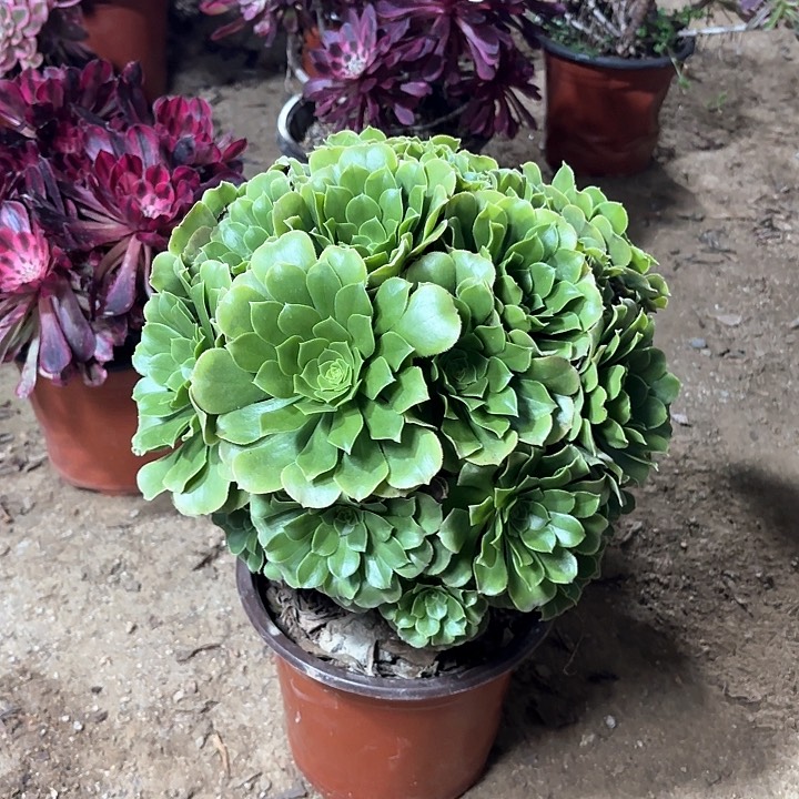 多肉植物绿羊绒30