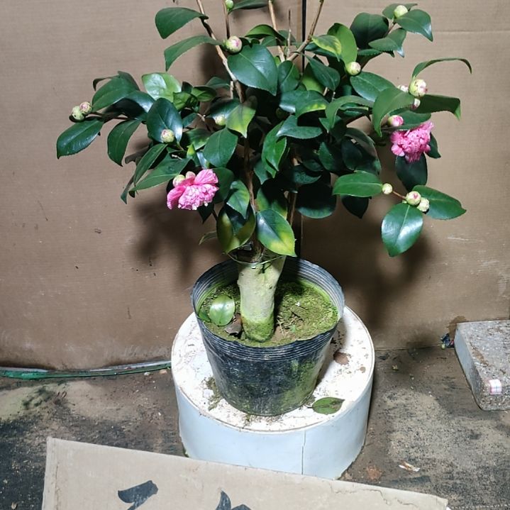 928薄荷糖，原盆原土发货，不包邮