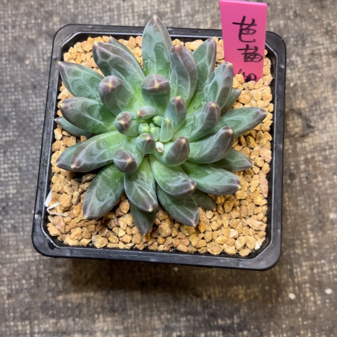 钢***蕾雪黛丽1号发货。。芭蕾