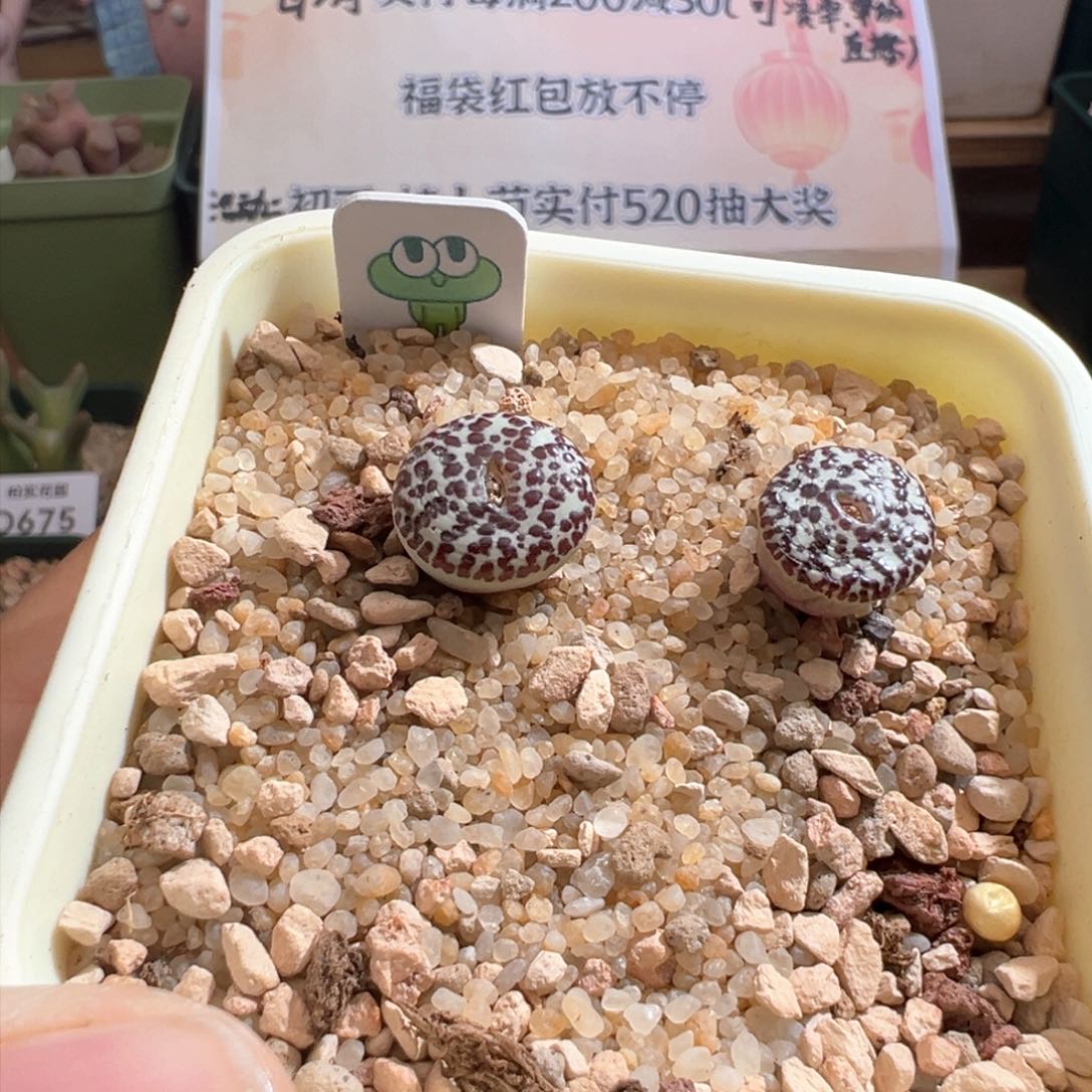 小**.816。青蛙优选603奶牛安贞一颗