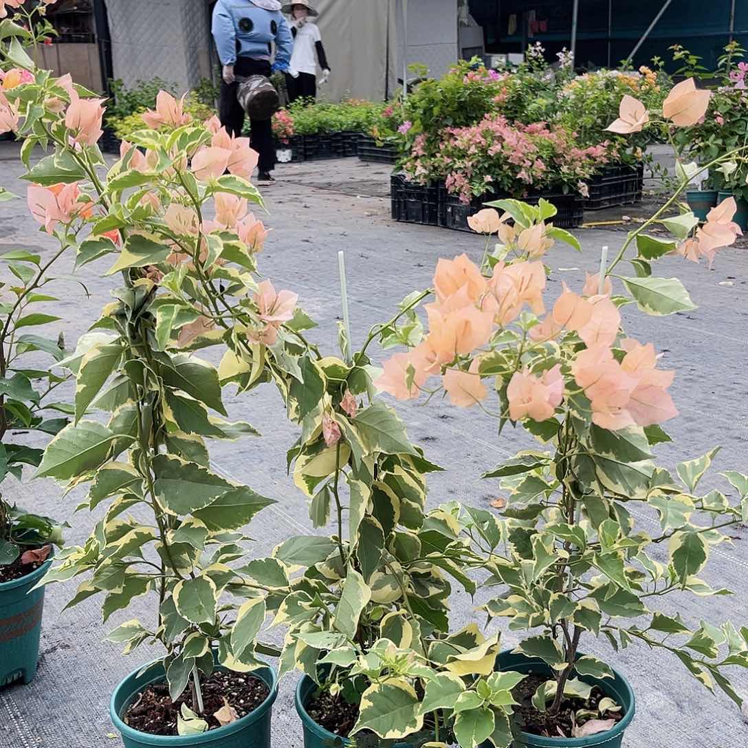 大部分开放少量花苞马斯一颗，带花