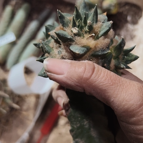 972仙人球嫁接的瑕疵