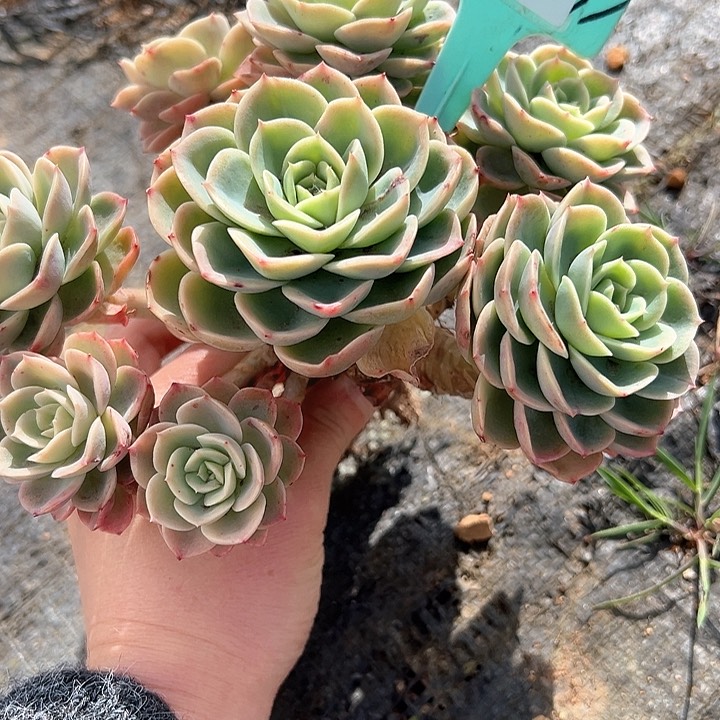 13.22哈密一个脱土多肉