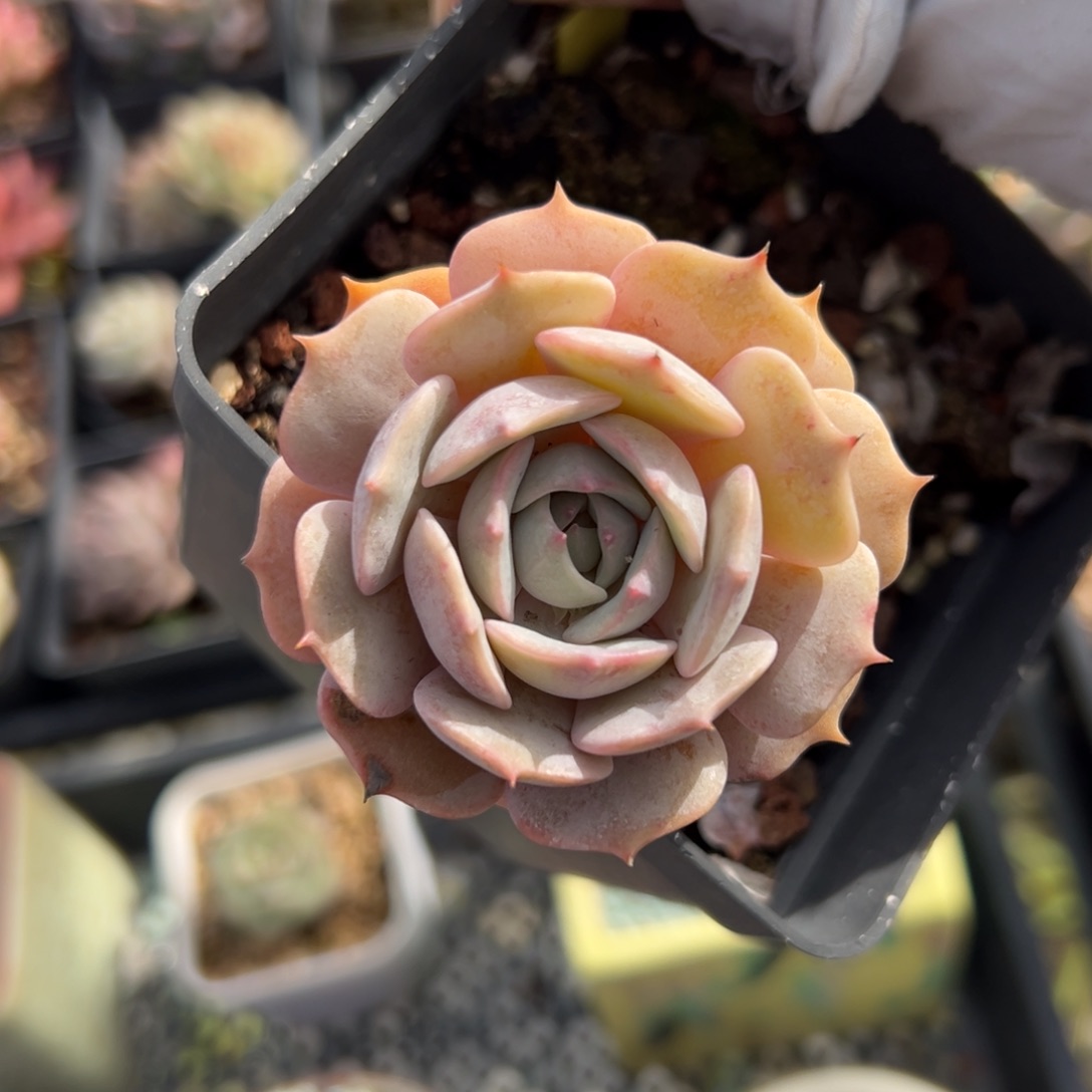 露娜莲精控多肉一物一拍