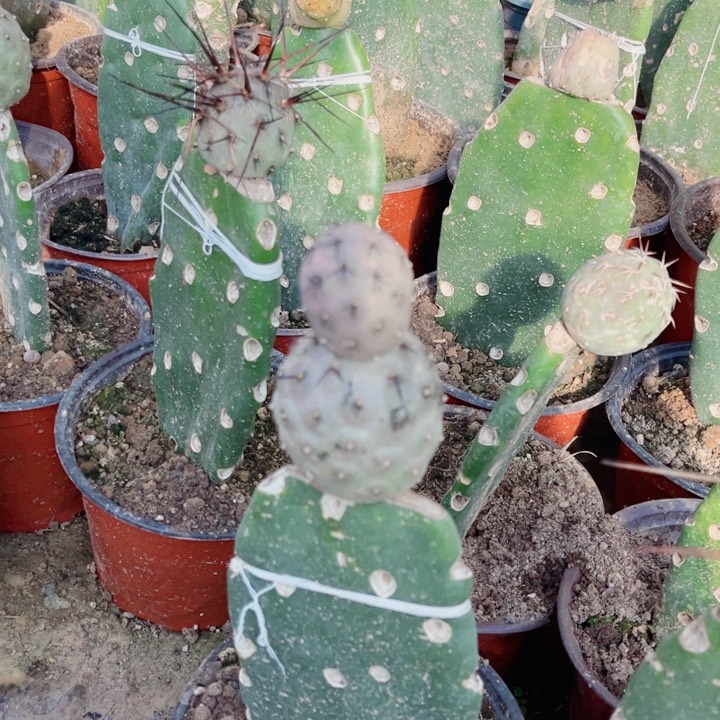 带刺习志野仙人球嫁接