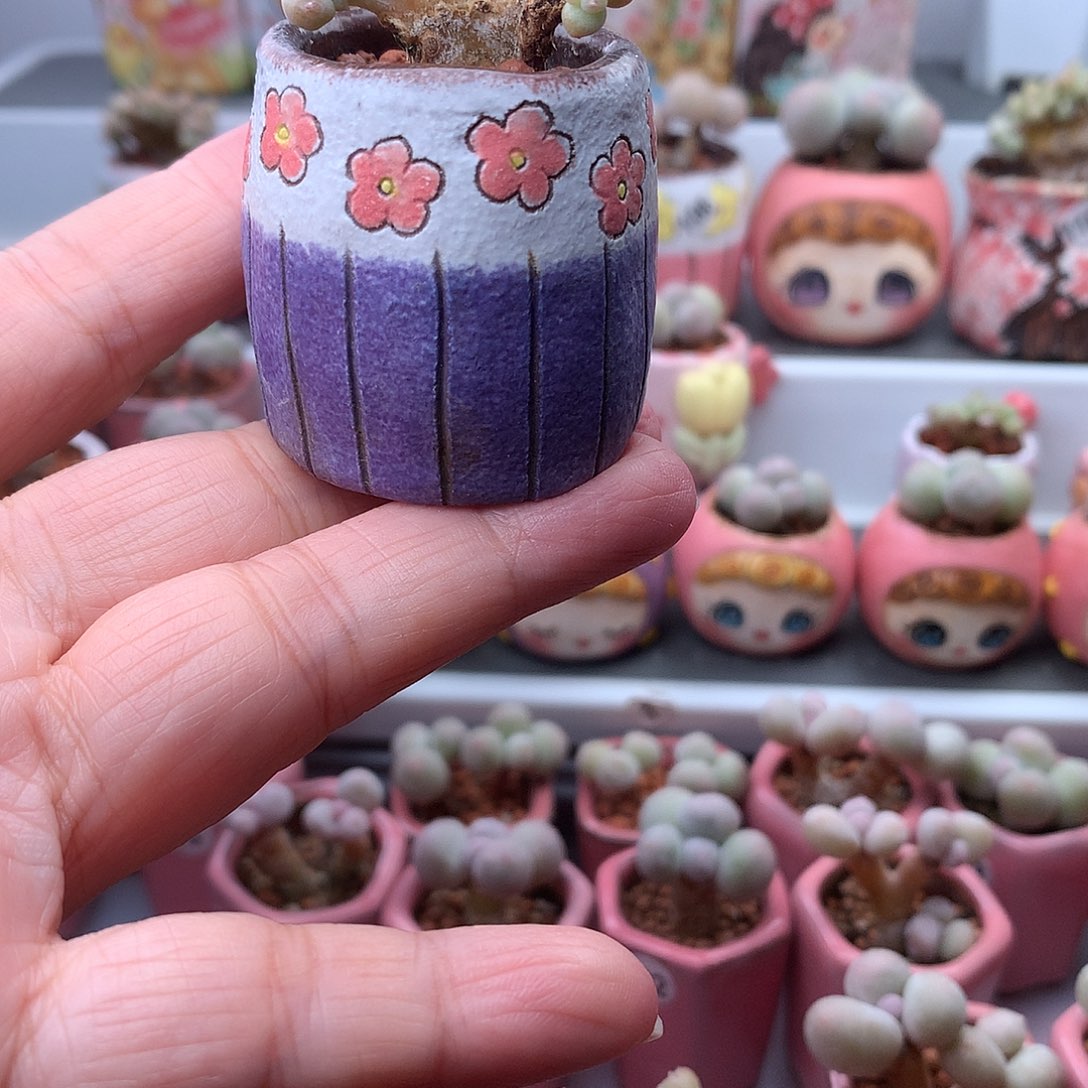 萤火虫奶酪带盆发货