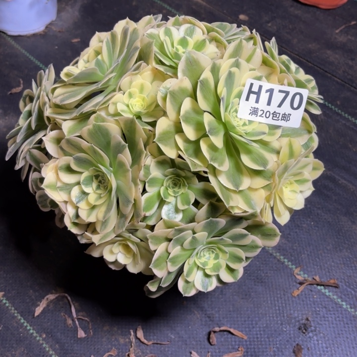 瑞妈一物一拍多肉170