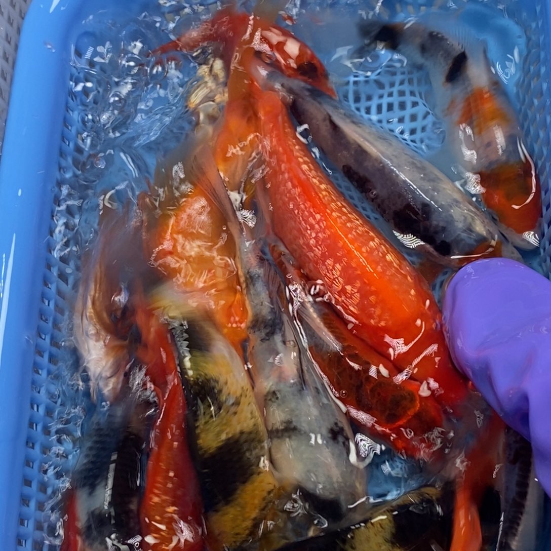 锦鲤冷水锦鲤包邮