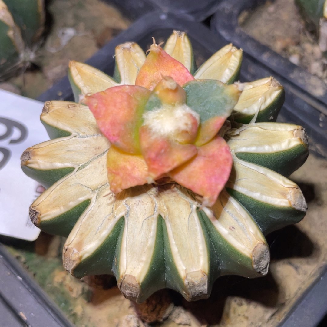 无花朵仙人球开花139 仙人球