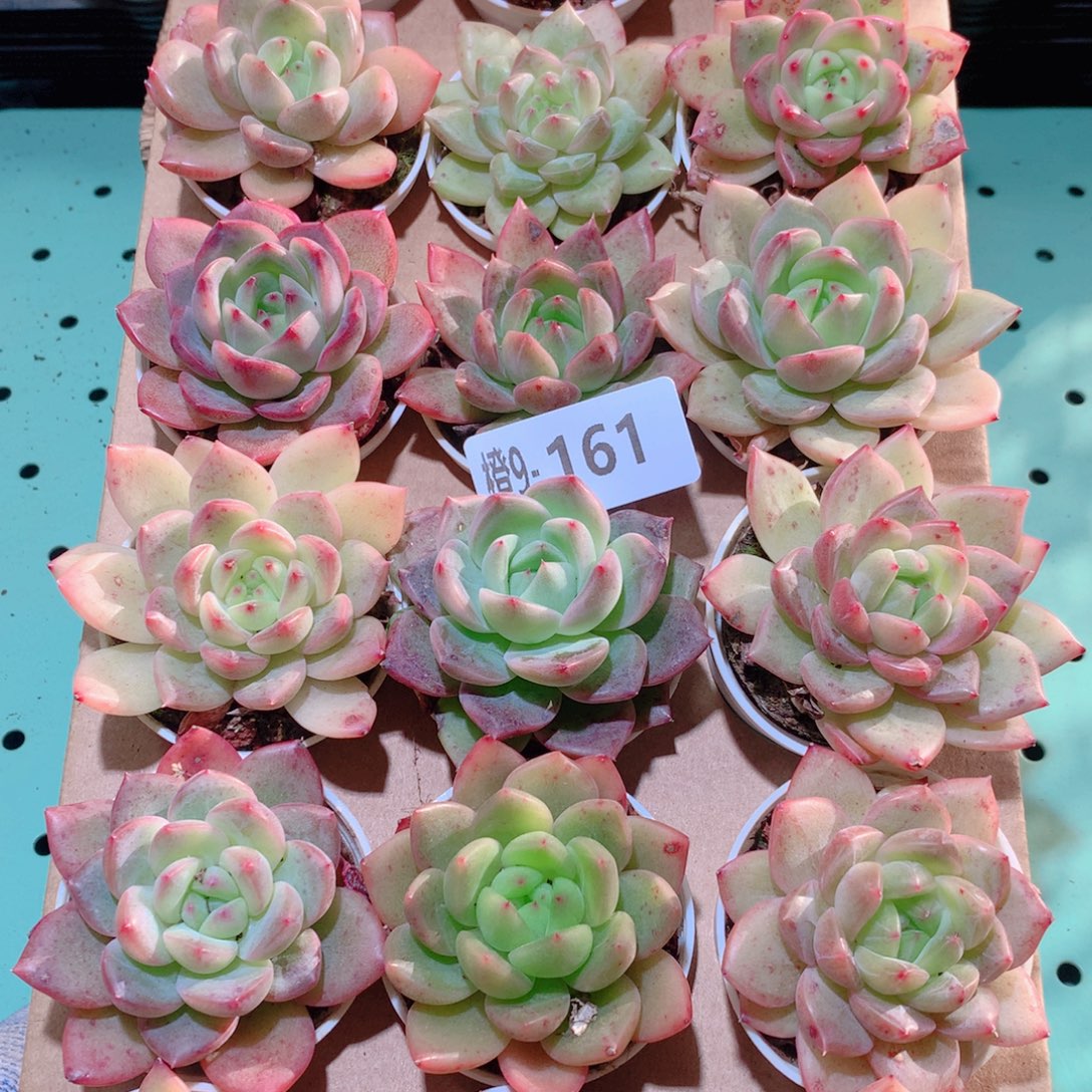 9-161一物一拍多肉带盆18颗