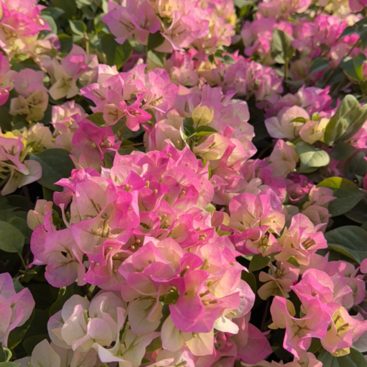 《绿樱三角梅》小袋苗带花原盆原土发货庭院阳台四季开花花卉