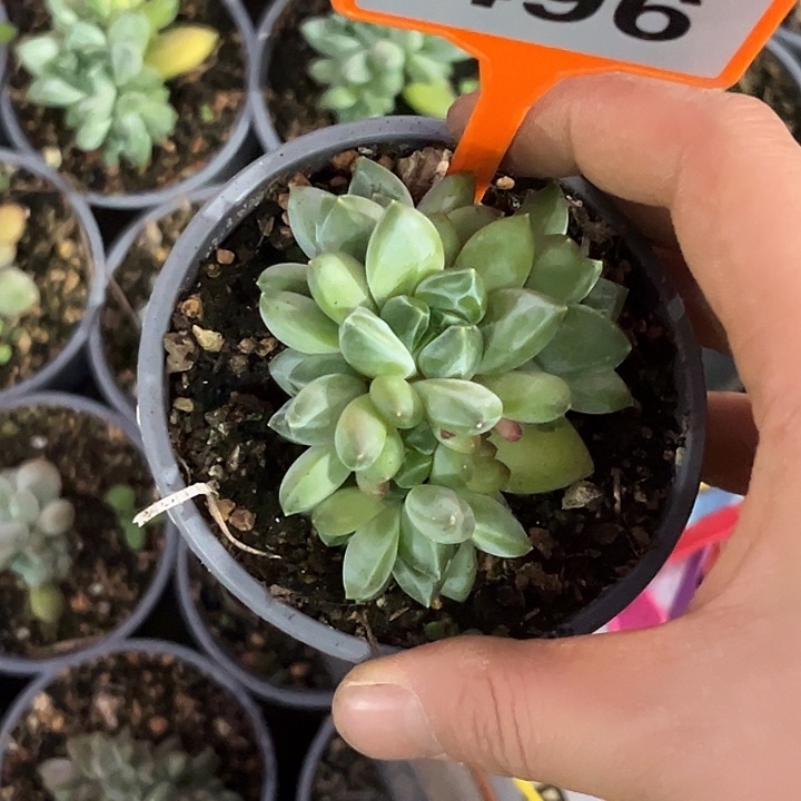 多肉植物胖体莫吉托496