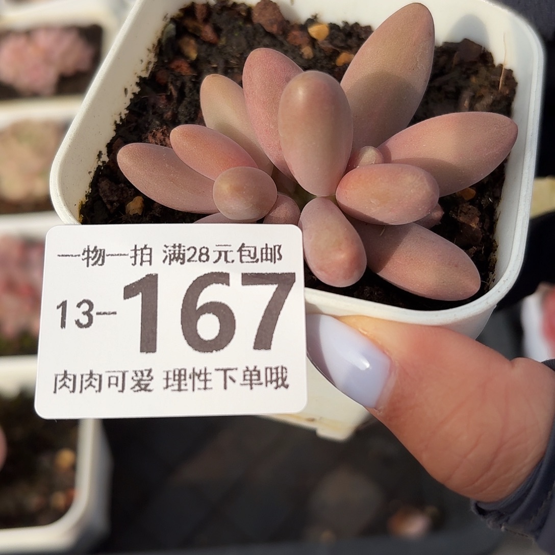 糖果无盆土发货无