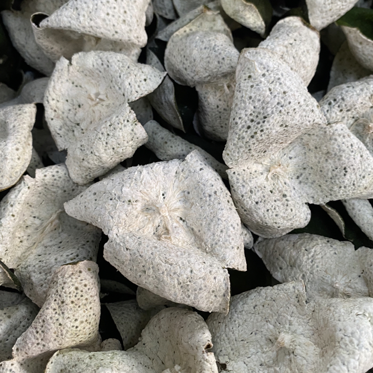 新会陈皮2025年梅江圈枝大青碗仔皮