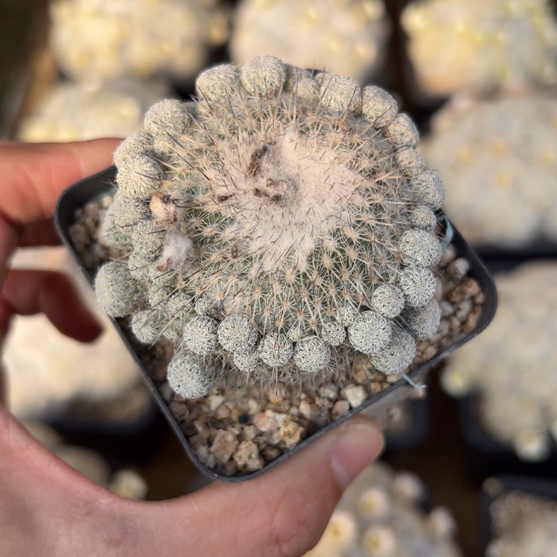 乌月丸侧芽繁殖脱土发货多肉
