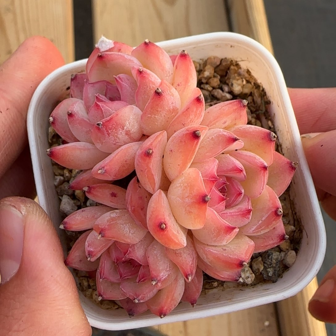 一物一拍玉笛群14172
