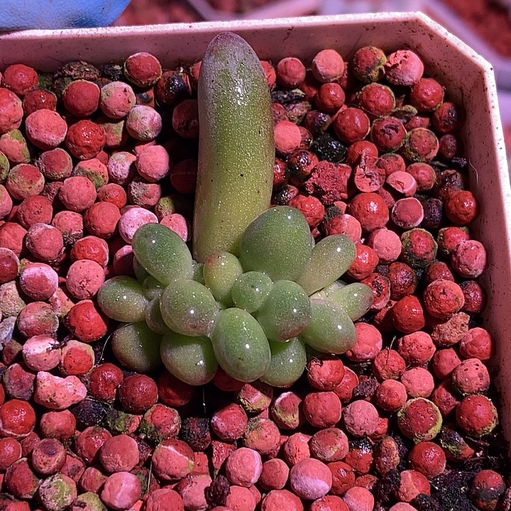 苹果奶锦基因多肉植物