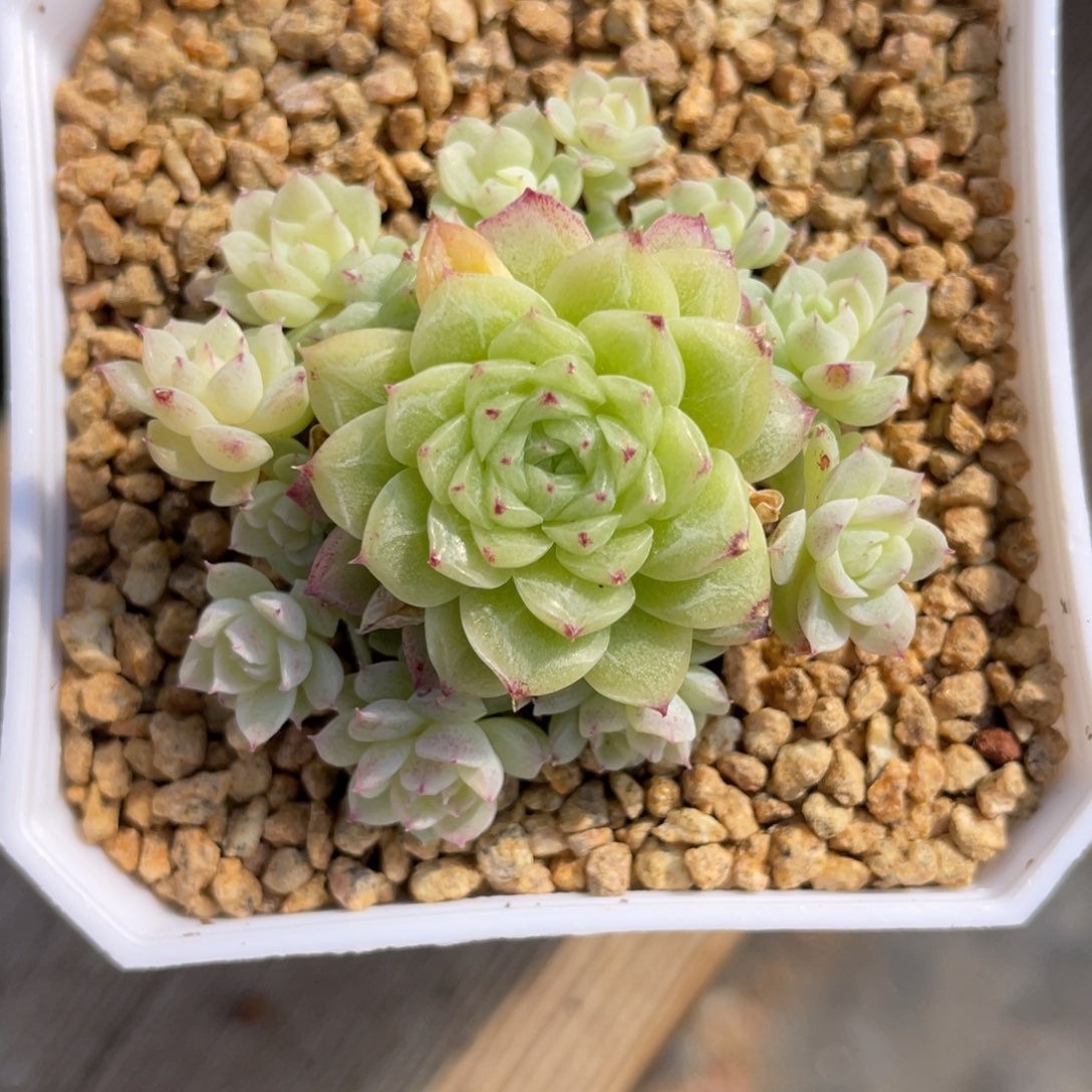 浵***M优选麦杆多肉福利2037