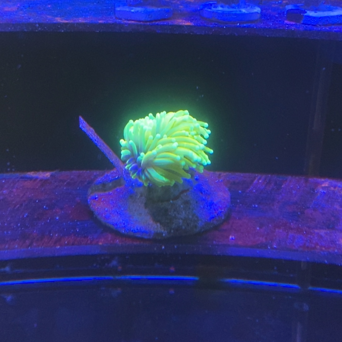 纽扣珊瑚一物一拍