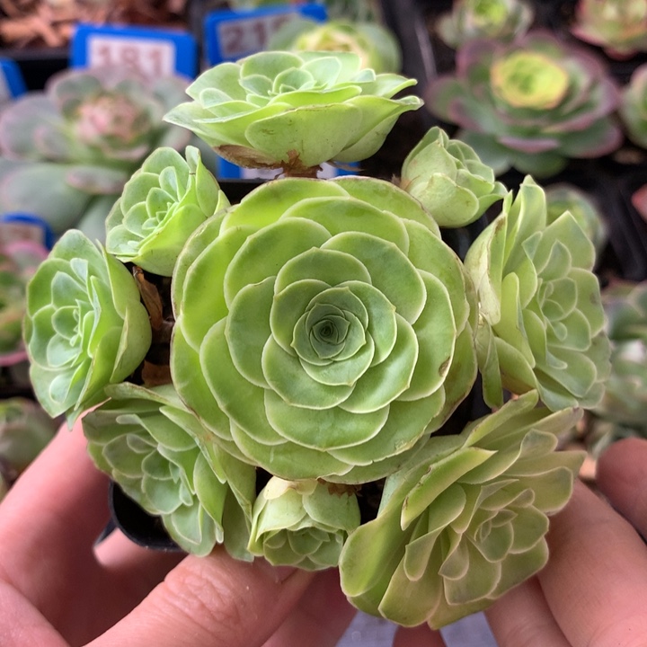 一物一拍星辰霜红003