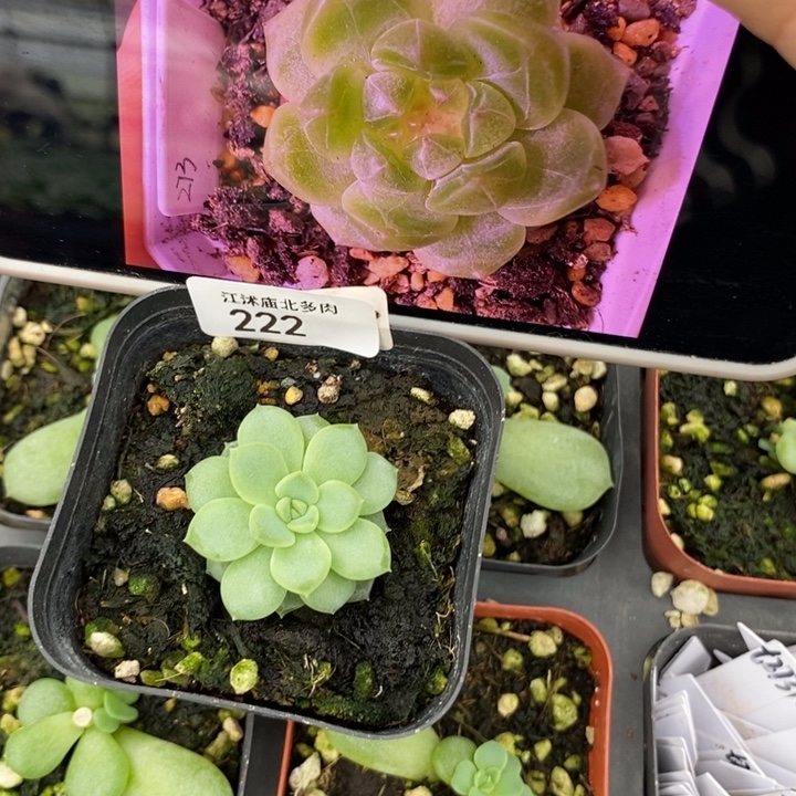 标222甜心273一个多肉