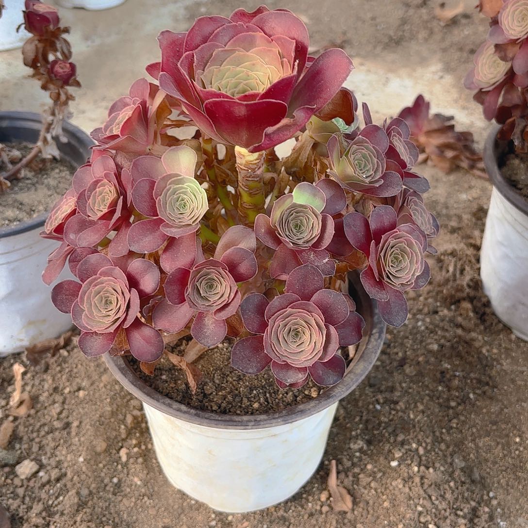 魅金多肉植物手捧