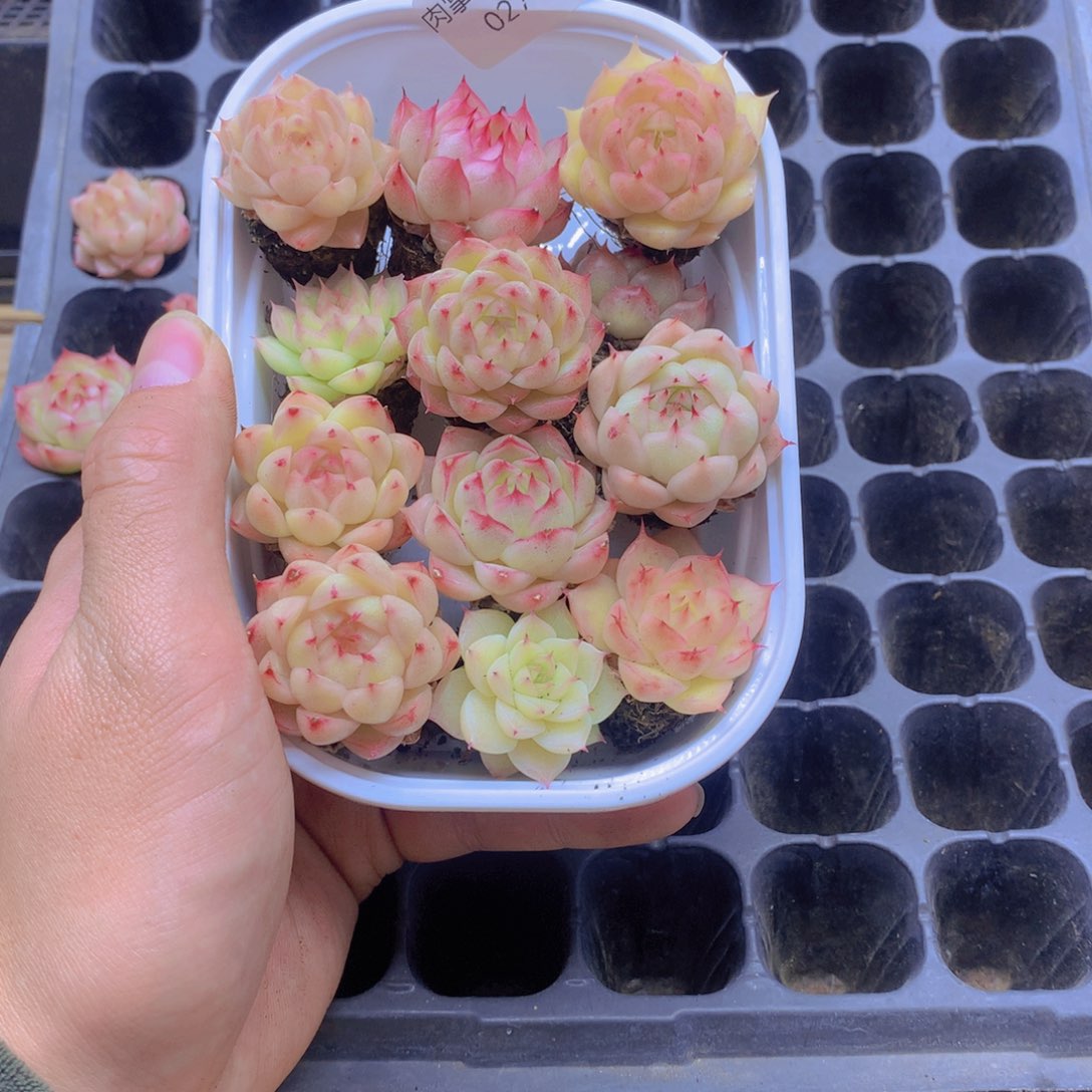 我要去看你了啊027