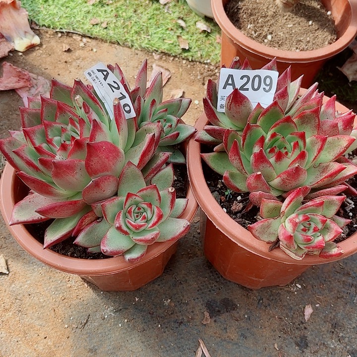 橙***…乌木多肉植物209.210