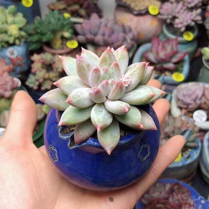 幻影美人           带盆