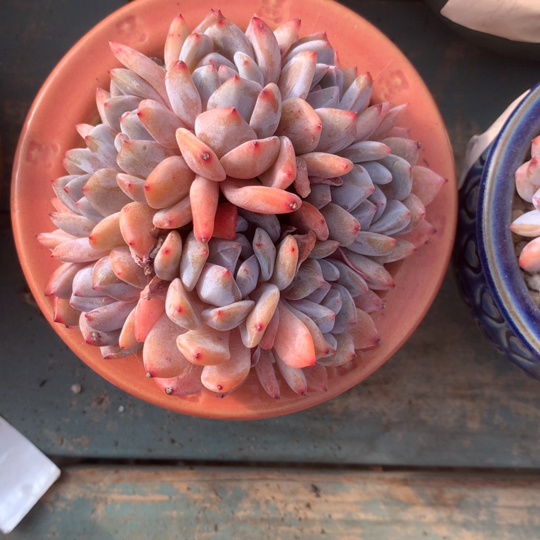 无花朵木兮哈哈哈哈哈哈