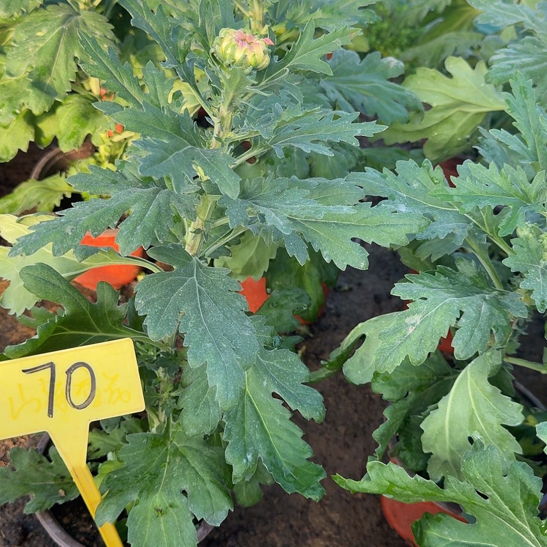 非***头大部分花苞少量开放70香风