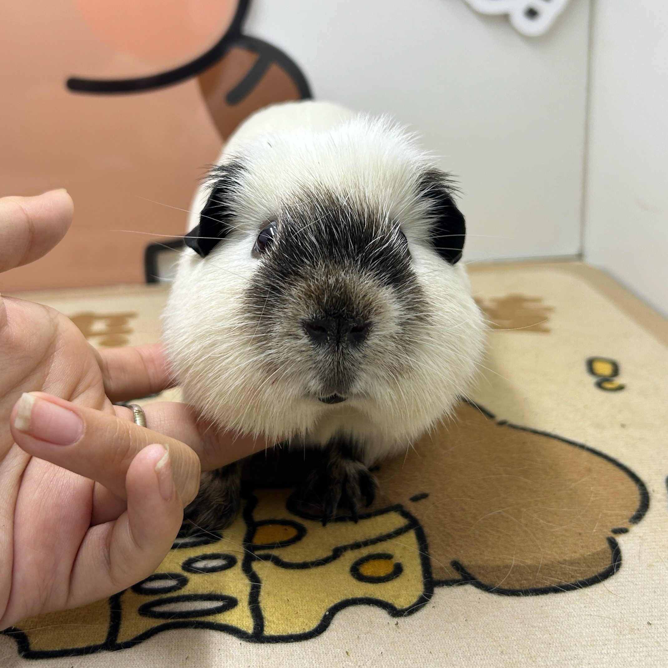 宠物豚鼠白加州荷兰猪弟弟