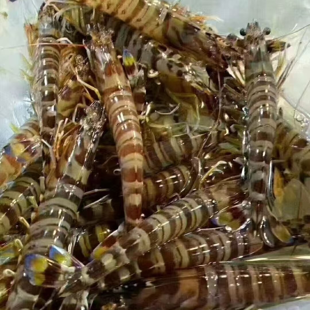 ［鲜活］大基围虾 斑节虾250克-750克，加购物车可选规格