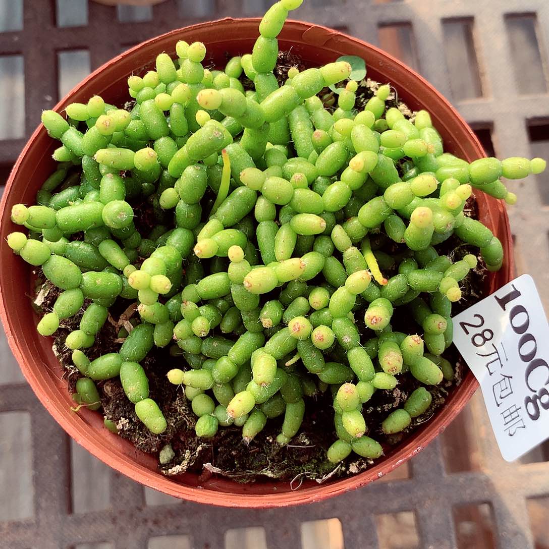 5厘米盆精控多肉100