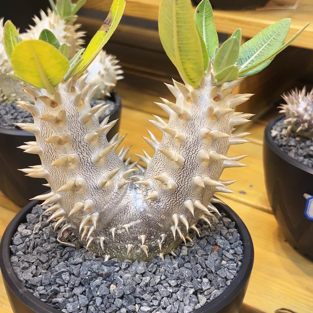 惠比大黑双枝岔排刺