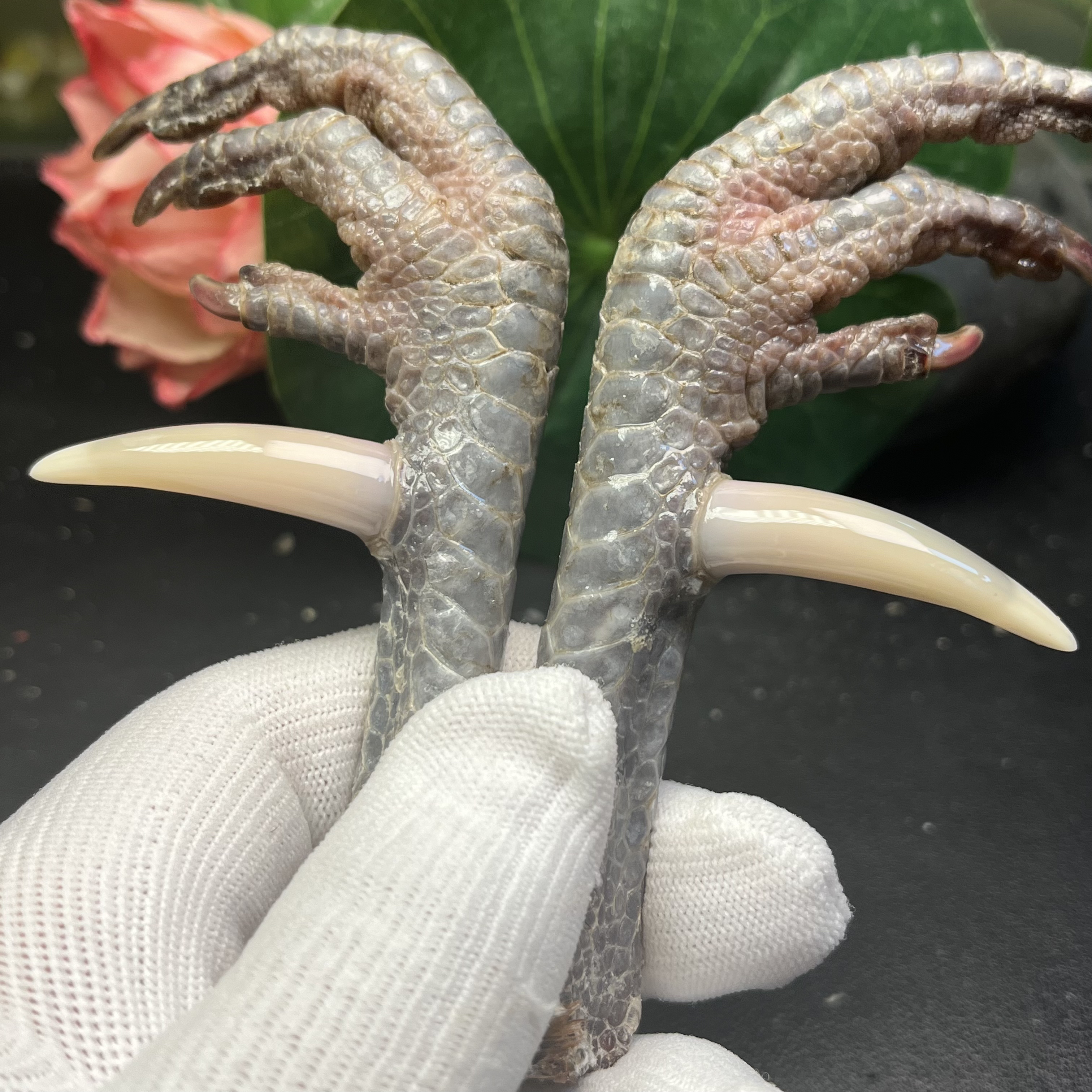 沉醉骨艺鸡爪骨长尾鸡白蹬一对