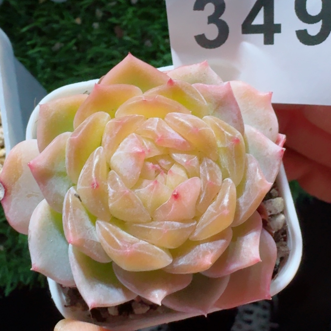 金盏珍妮         精品多肉