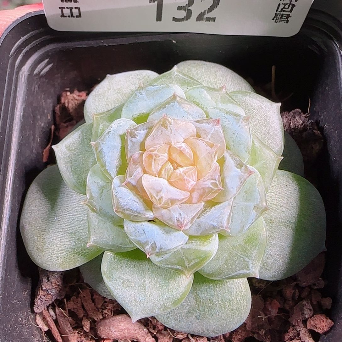 0921---132初夏糖心珍妮