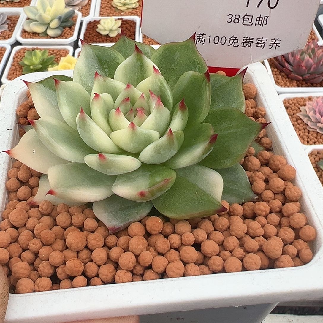 170号吉娃娃锦多肉植物
