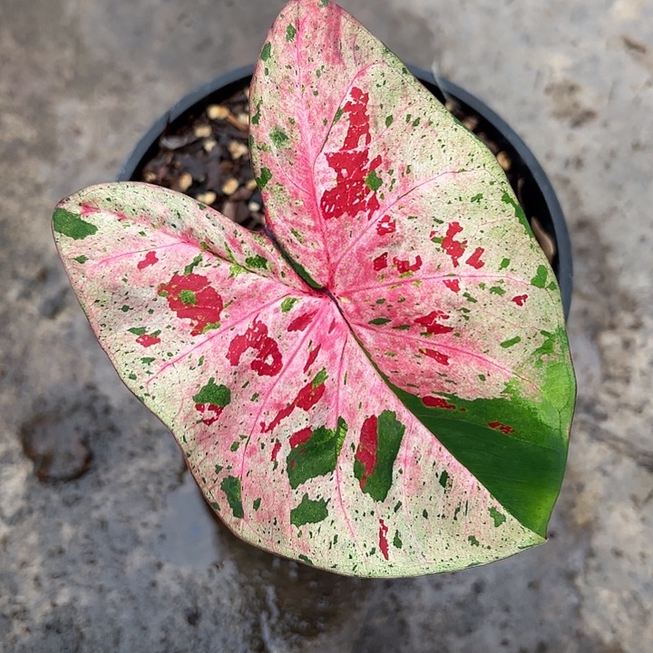 胖***怪80-1229彩叶芋广东现货