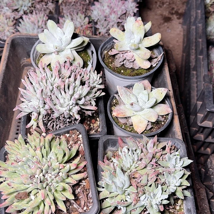 1408瑕疵框拍多肉