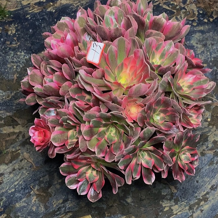 布加迪老桩捧花13