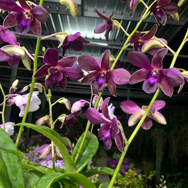 紫骑士 泰秋石斛兰花好养 保苗不保花
