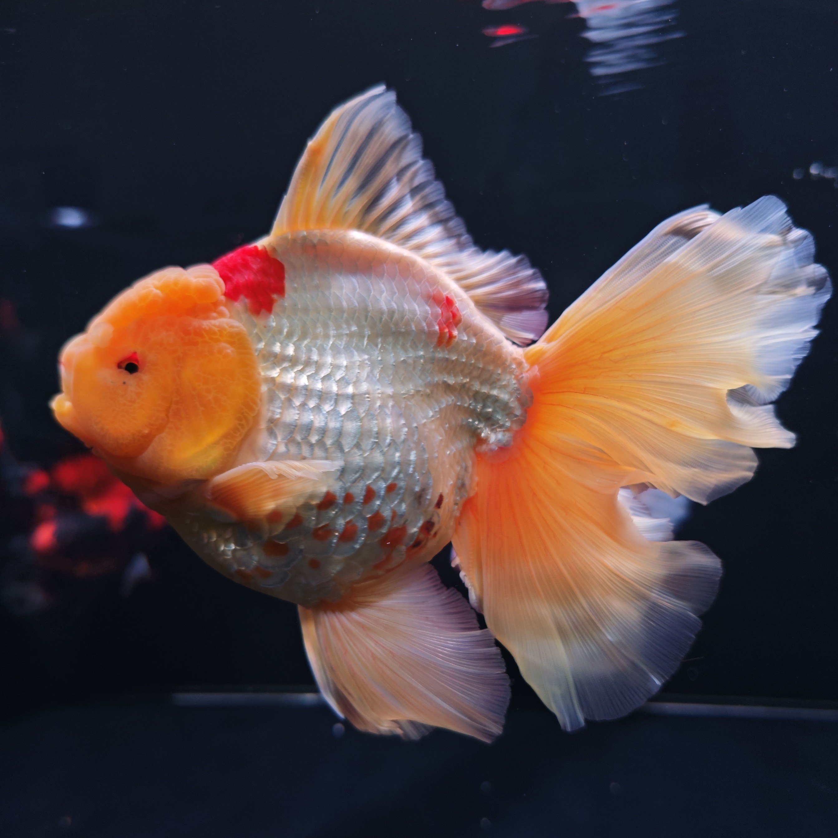 即时改价直播链接金鱼活鱼精品泰狮鱼鱼观赏鱼直播泰狮金鱼选鱼