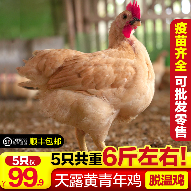 散养5大只土鸡天露黄跑山鸡疫苗齐全顺丰活禽专线包邮包活到家